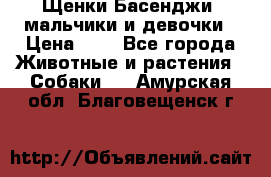 Щенки Басенджи ,мальчики и девочки › Цена ­ 1 - Все города Животные и растения » Собаки   . Амурская обл.,Благовещенск г.